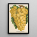 Trauben Thomson's Golden Champion - Charles Antoine Lemaire — gerahmtes Bild an der Wand