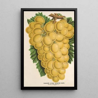 Charles Antoine Lemaire - Thomsons Golden Champion Grape.webp