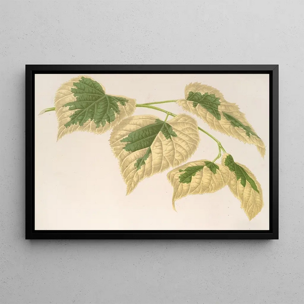 Charles Antoine Lemaire - Tilia parvifolia var fol varieg.webp
