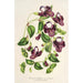 Reproduktion des Gemäldes Torenia asiatica - Charles Antoine Lemaire