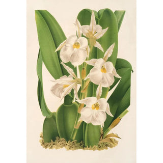 Charles Antoine Lemaire - Trichopilia fragrans nobilis.webp