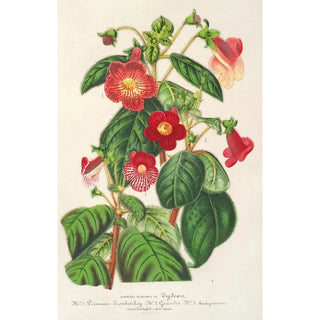 Charles Antoine Lemaire - Tydaea.webp