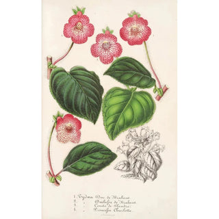 Charles Antoine Lemaire - Tydaea Varietes hybrides de.webp
