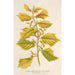 Reproduktion des Gemäldes Ulmus campestris var aurea - Charles Antoine Lemaire