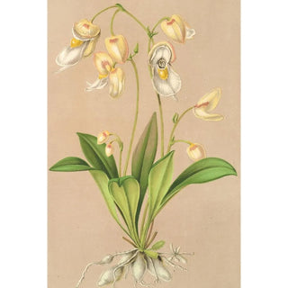 Charles Antoine Lemaire - Utricularia montana.webp