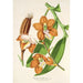 Reproduktion des Gemäldes Vanda Cathearty - Charles Antoine Lemaire