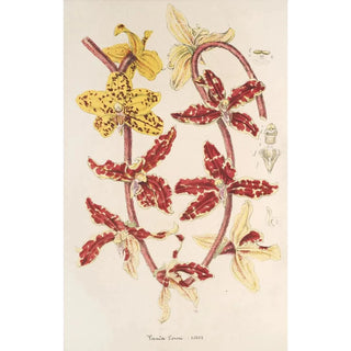 Charles Antoine Lemaire - Vanda Lowii Lindl.webp