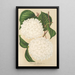 Viburnum plicatum - Charles Antoine Lemaire — gerahmtes Bild an der Wand