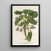 Reproduktion des Gemäldes Viola arborea Brandyana - Charles Antoine Lemaire