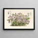 Viola pedata - Charles Antoine Lemaire — gerahmtes Bild an der Wand