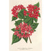 Reproduktion des Gemäldes Weigelia Middendorffiana var purpurata - Charles Antoine Lemaire