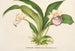 Zygopetalum Warscewiczella marginatum - Charles Antoine Lemaire — Ansicht des Kunstwerks