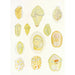 Les dinoflagellés libres non cuirassés pl 1 - Charles Atwood Kofoid — Ansicht des Kunstwerks