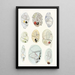 Les dinoflagellés libres non cuirassés pl 11 - Charles Atwood Kofoid — gerahmtes Bild an der Wand