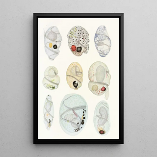Charles Atwood Kofoid - The freeliving unarmored dinoflagellata pl 11.webp