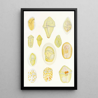 Charles Atwood Kofoid - The freeliving unarmored dinoflagellata pl 1.webp