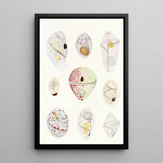 Charles Atwood Kofoid - The freeliving unarmored dinoflagellata pl 6.webp