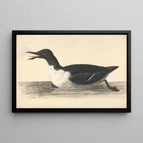 Charles Collins - A Guillemot June 1742.webp