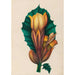 Reproduktion des Gemäldes Blumen- und tropische Fruchtdesigns aus Südamerika Pl02 - Charles Empson