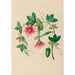 Blumen- und tropische Fruchtdesigns aus Südamerika Pl03 - Charles Empson — Ansicht des Kunstwerks