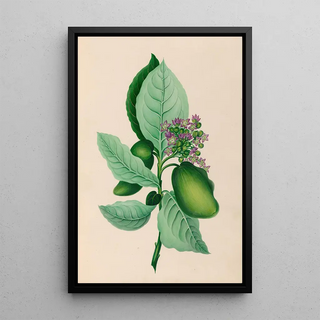 Charles Empson - Drawings of tropical flowers and fruits from South America Pl04.webp