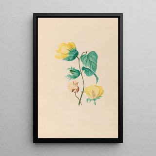 Charles Empson - Drawings of tropical flowers and fruits from South America Pl05.webp