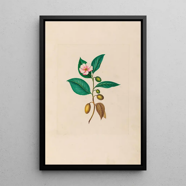 Charles Empson - Drawings of tropical flowers and fruits from South America Pl06.webp