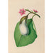 Zeichnungen tropischer Blumen und Früchte aus Südamerika Pl07 - Charles Empson — Ansicht des Kunstwerks