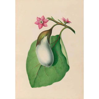 Charles Empson - Drawings of tropical flowers and fruits from South America Pl07.webp