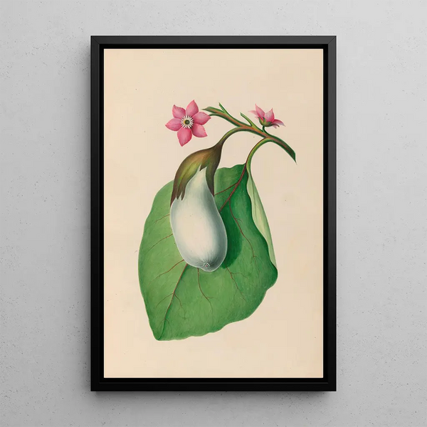 Charles Empson - Drawings of tropical flowers and fruits from South America Pl07.webp