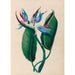 Blumen- und tropische Fruchtzeichnungen aus Südamerika Pl13 - Charles Empson — Ansicht des Kunstwerks