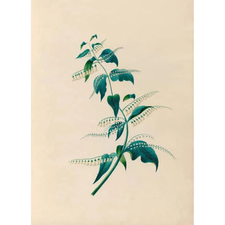 Charles Empson - Drawings of tropical flowers and fruits from South America Pl15.webp