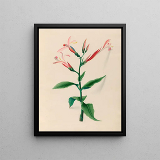 Charles Empson - Drawings of tropical flowers and fruits from South America Pl17.webp