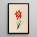 Blumen- und tropische Fruchtzeichnungen aus Südamerika Pl19 - Charles Empson — gerahmtes Bild an der Wand