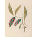 Zeichnungen von tropischen Blumen und Früchten aus Südamerika Pl24 - Charles Empson — Ansicht des Kunstwerks