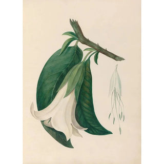 Charles Empson - Drawings of tropical flowers and fruits from South America Pl26.webp