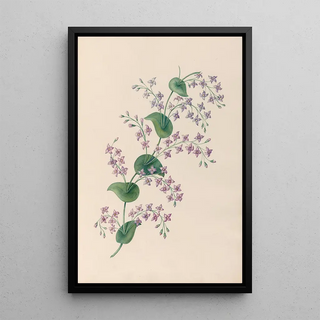 Charles Empson - Drawings of tropical flowers and fruits from South America Pl27.webp