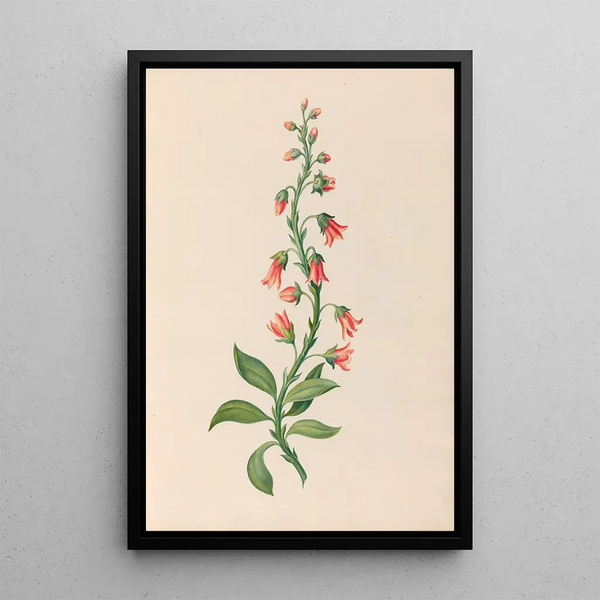 Charles Empson - Drawings of tropical flowers and fruits from South America Pl28.webp