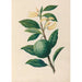 Zeichnungen von tropischen Blumen und Früchten aus Südamerika Pl30 - Charles Empson — Ansicht des Kunstwerks