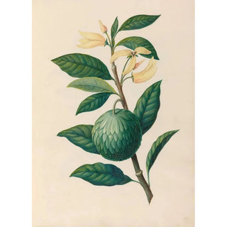 Charles Empson - Drawings of tropical flowers and fruits from South America Pl30.webp