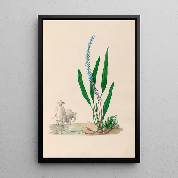Zeichnungen von tropischen Blumen und Früchten aus Südamerika Pl33 - Charles Empson — gerahmtes Bild an der Wand