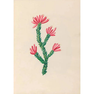 Charles Empson - Drawings of tropical flowers and fruits from South America Pl34.webp