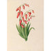 Zeichnungen von tropischen Blumen und Früchten aus Südamerika Pl39 - Charles Empson — Ansicht des Kunstwerks