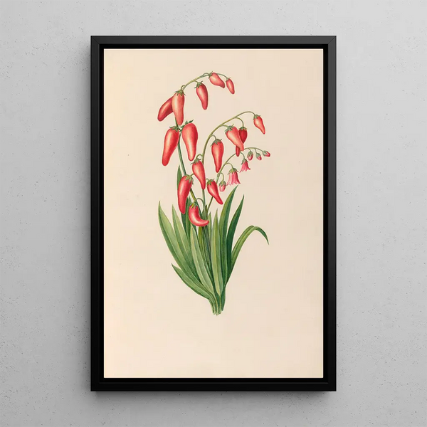 Zeichnungen von tropischen Blumen und Früchten aus Südamerika Pl39 - Charles Empson — gerahmtes Bild an der Wand