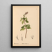 Heilpflanzen Pl009 - Charles Frederick Millspaugh — gerahmtes Bild an der Wand