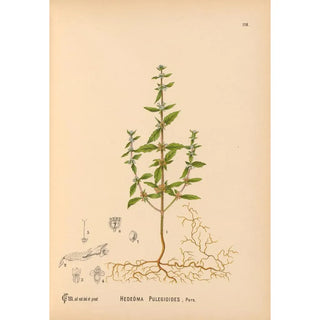 Charles Frederick Millspaugh - Medicinal Plants Pl011.webp