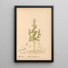 Heilpflanzen Pl011 - Charles Frederick Millspaugh — gerahmtes Bild an der Wand