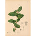 Reproduktion des Gemäldes Heilpflanzen Pl012 - Charles Frederick Millspaugh