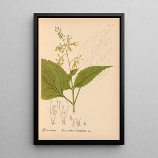Charles Frederick Millspaugh - Medicinal Plants Pl013.webp