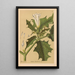 Heilpflanzen Pl021 - Charles Frederick Millspaugh — gerahmtes Bild an der Wand